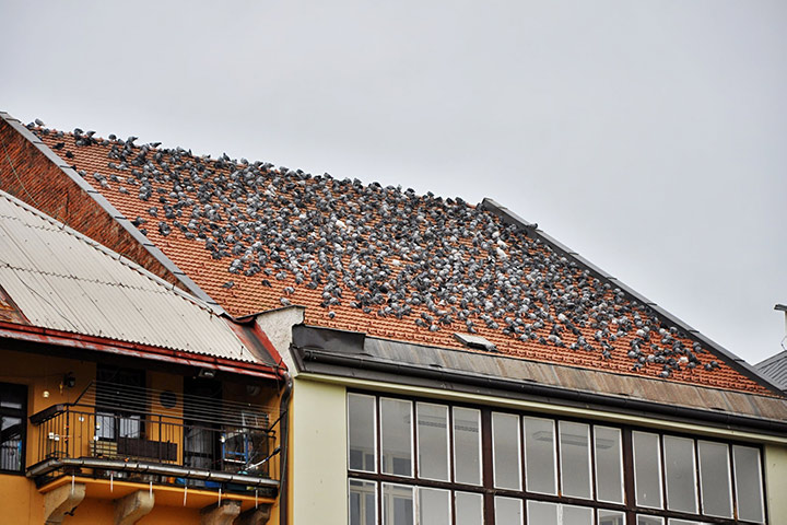 A2B Pest Control are able to install spikes to deter birds from roofs in Ivybridge. 
