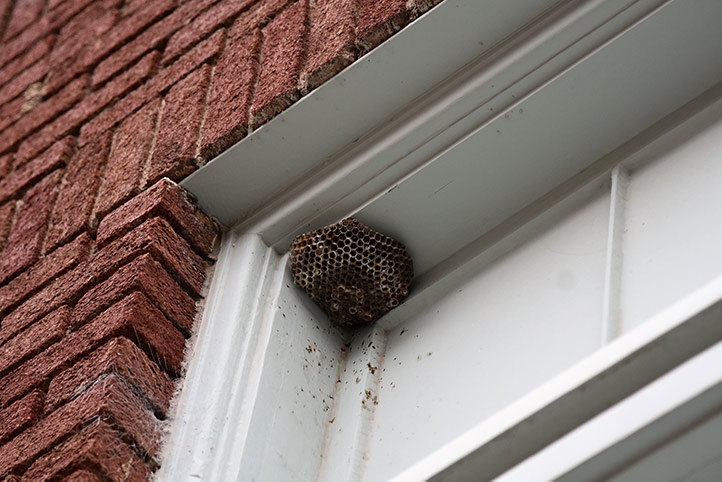 We provide a wasp nest removal service for domestic and commercial properties in Ivybridge.